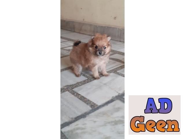 used High Pedigree Top Quality Champion Blood Lines Pomeranian Pups For Sale Trust Kennel for sale 